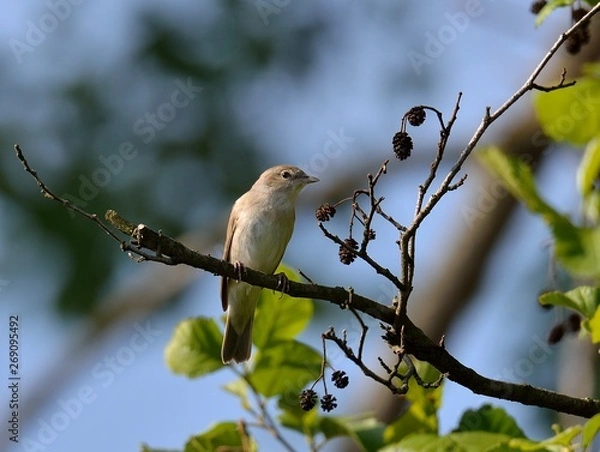 Obraz Gartengrasmücke