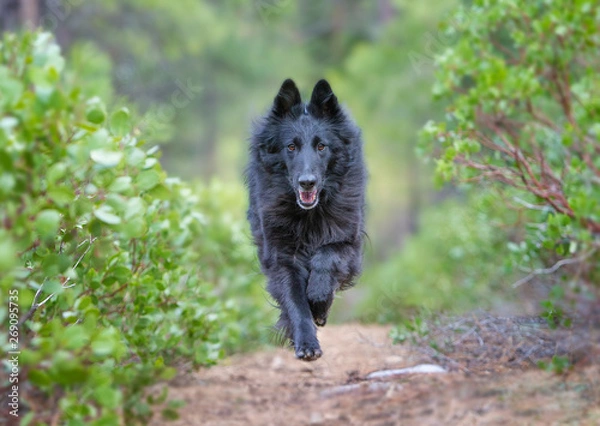 Fototapeta Belgian Sheepdog running down wooded path