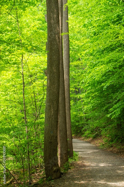 Fototapeta Pillars in the forrest