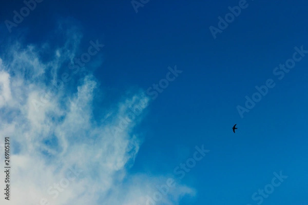 Obraz summer spring cloudy blue sky