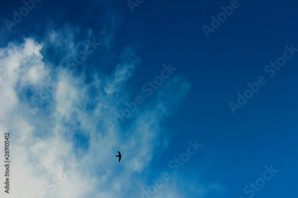 Obraz summer spring cloudy blue sky