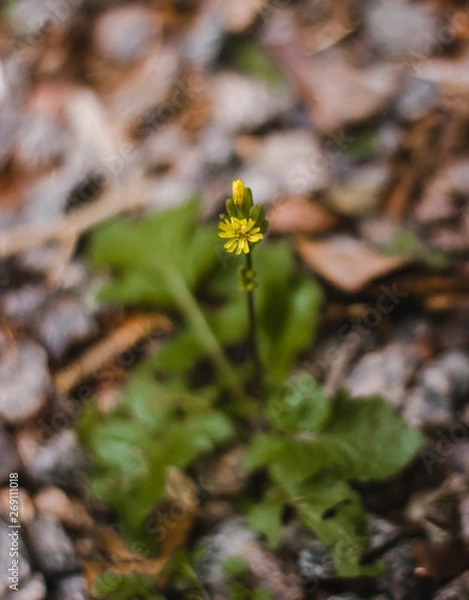 Obraz Pequena flor amarela
