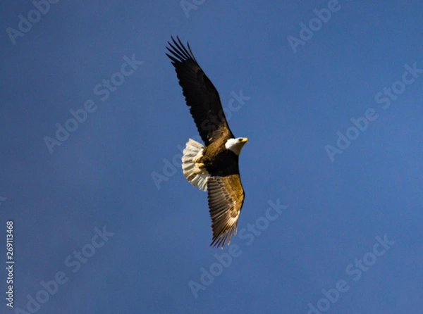 Obraz Eagle makes sharp turn