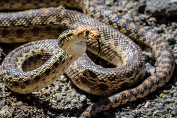 Fototapeta A Pacific Gopher Snake (Pituophis catenifer ) is poised to strike, in the hills of Monterey, California.