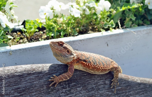 Obraz トカゲ、フトアゴヒゲトカゲ、オーストラリア、ペット、エキゾチックアニマル、
