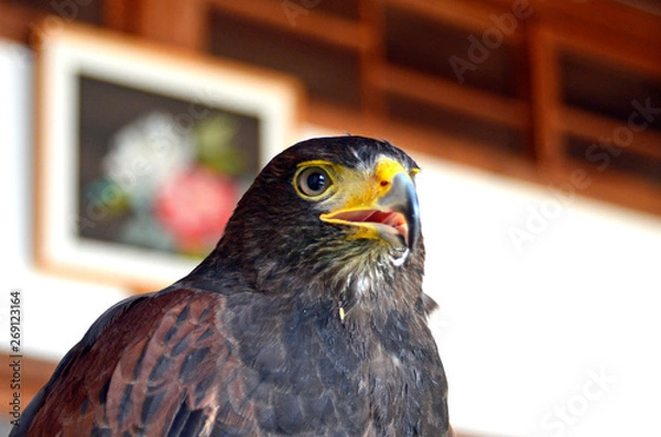 Obraz タカ、ワシ、ホーク、鳥、猛禽類、かっこいい、動物、動物園、ハリスホーク、強い、危険、ペット、ハンター、肉食動物、鳥