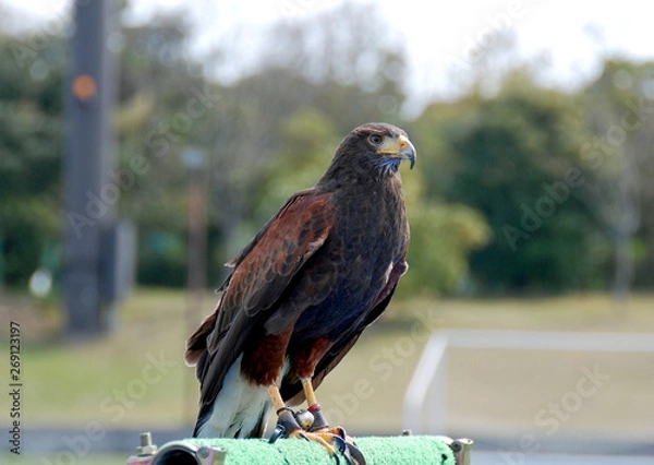 Obraz タカ、ワシ、ホーク、鳥、猛禽類、かっこいい、動物、動物園、ハリスホーク、強い、危険、ペット、ハンター、肉食動物、鳥