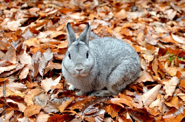 Obraz うさぎ、かわいい、もふもふ、ふわふわ、ペット、ふれあい、ノウサギ、野生動物、ワイルド、