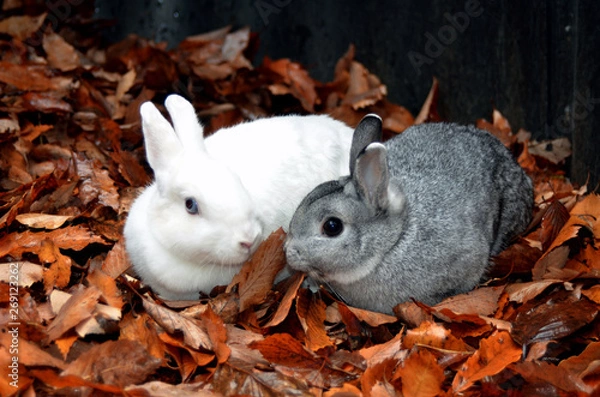 Obraz ふれあい、うさぎ