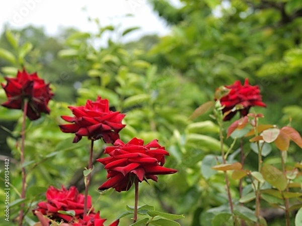 Fototapeta 赤いバラの花