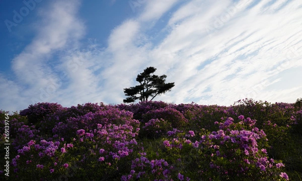 Obraz 철쭉꽃이 활짝핀 황매산