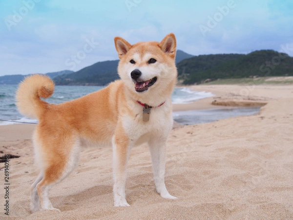 Fototapeta 砂浜の柴犬