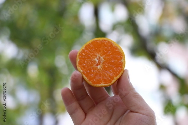 Obraz orange