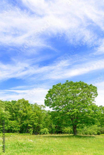 Fototapeta 春 爽やかな新緑