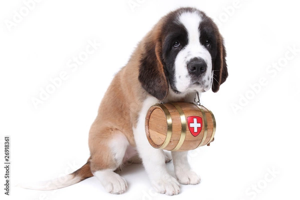 Obraz A Saint Bernard puppy with rescue barrel around the neck