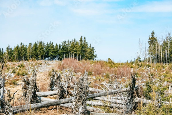 Obraz Uprooted trees on the Lothar Path (German: Lotharpfad), a educational path in the Black Forest National Park that shows the destruction Hurricane Lothar caused.