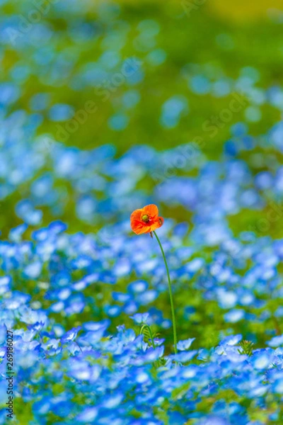 Obraz ネモフィラ