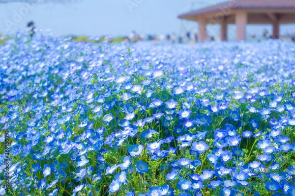 Obraz ネモフィラ