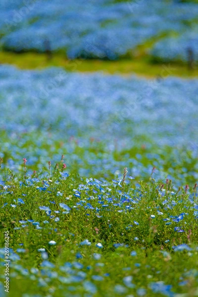 Fototapeta ネモフィラ