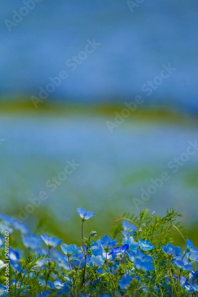 Obraz ネモフィラ