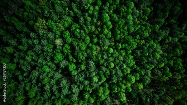 Obraz Widok z drona na zielony las sosnowy w lecie