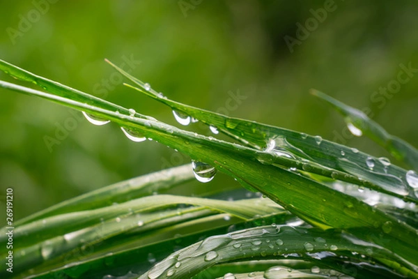 Fototapeta Green grass in nature with raindrops