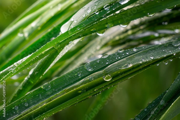 Fototapeta Green grass in nature with raindrops