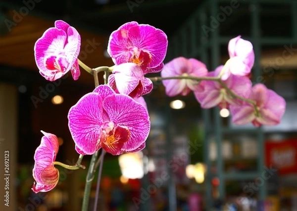 Fototapeta orchids