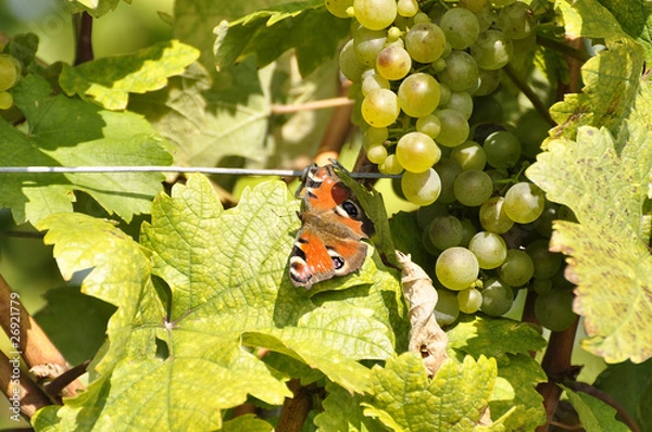 Obraz Pawi motyl na Grüner Veltliner