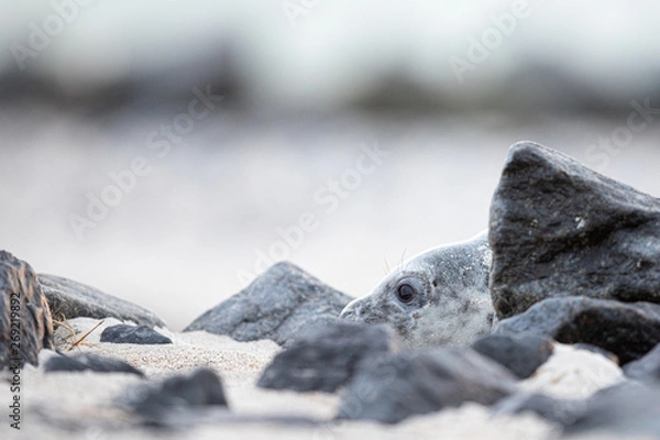 Obraz Seehund (Phoca vitulina)