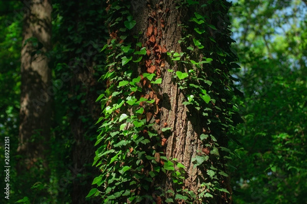 Fototapeta green leaves on the tree