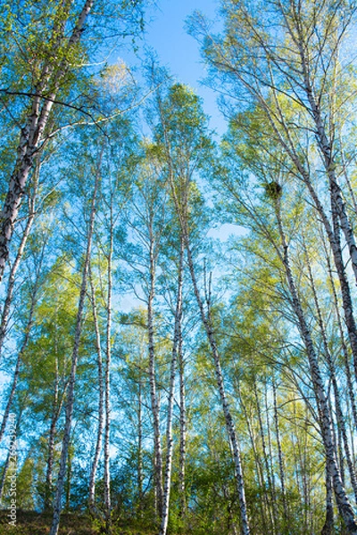 Obraz trees in forest