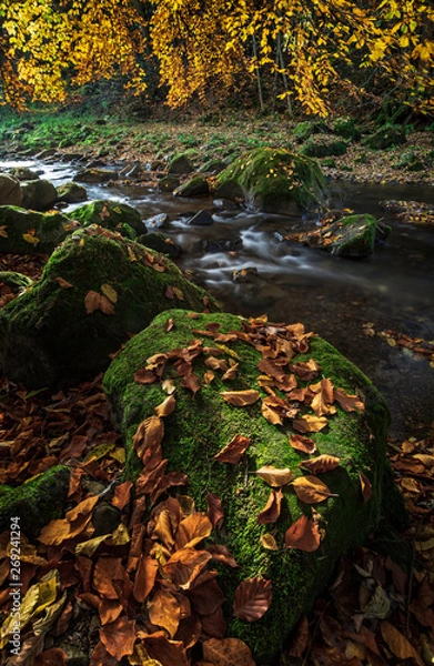 Obraz The mountain river in the autumn at times surrounded by trees with yellow foliage.