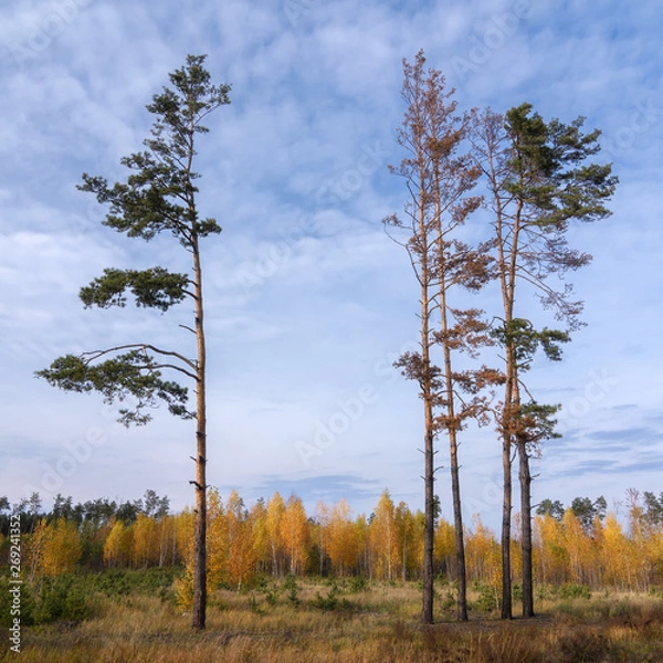 Obraz A group of free-standing pines against the background of yellow birches and sky.