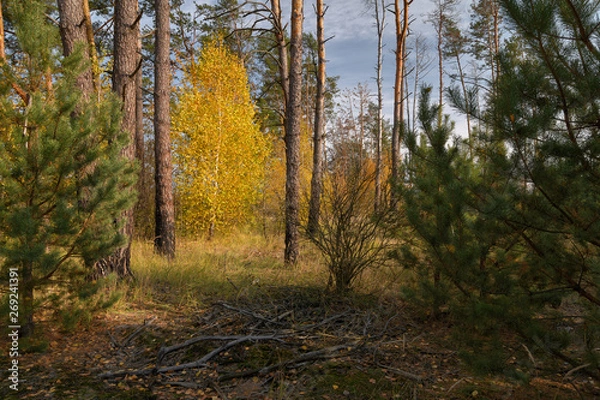 Obraz Birch in a pine forest in autumn