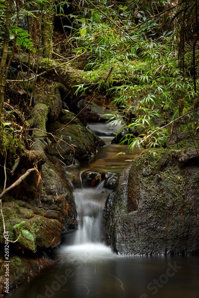 Obraz The river in the jungle, surrounded by stones and bamboo.