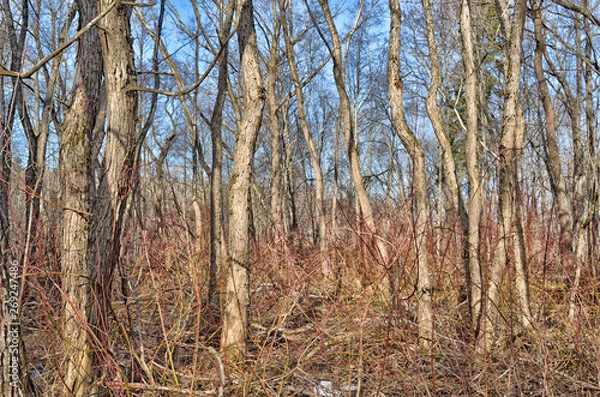 Obraz Forest thicket with dense thickets.
