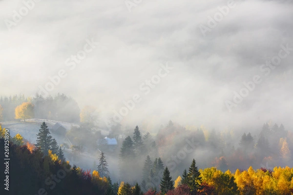 Fototapeta Majestic autumn rural scenery. Landscape with beautiful mountains, fields and forests covered with morning fog. There are trees on the lawn full of orange leaves. Picturesque resort Carpathian, Europa