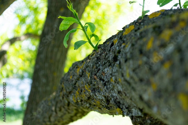 Obraz tree trunk green