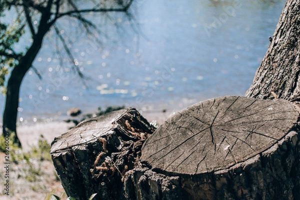 Obraz tree stump trick