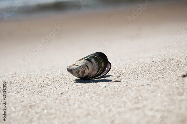 Fototapeta Shell on the beach