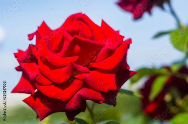 Obraz Red Rose flower. Nature. close up, selective focus