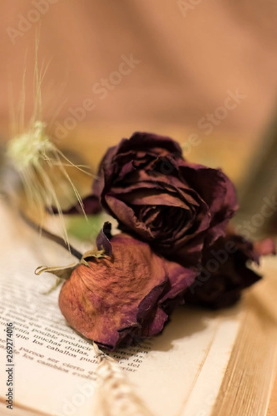 Fototapeta Flores secas