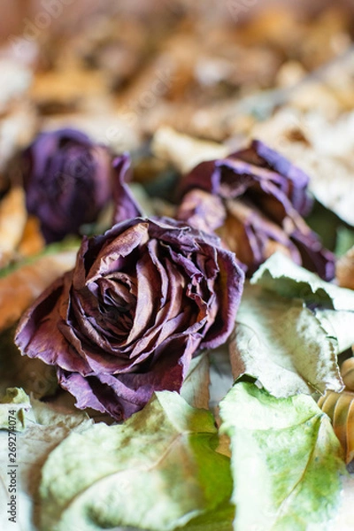 Fototapeta Flores secas