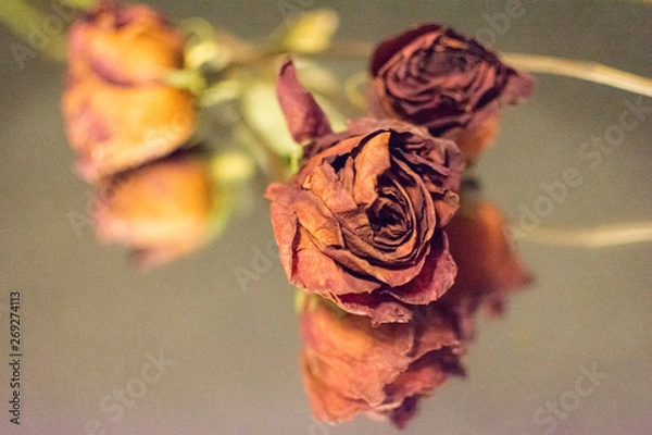 Fototapeta Flores secas