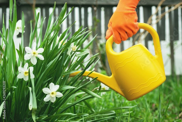 Fototapeta Gardener is watering a narcissus flower from a watering can. Gardening abstract background.