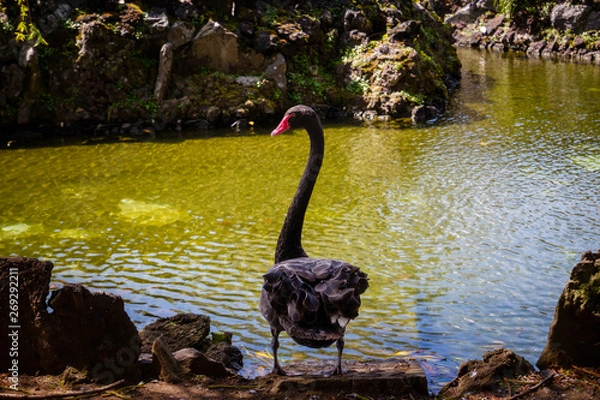 Fototapeta greater flamingo in the water