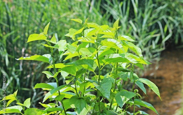 Fototapeta 냇가옆 뽕잎