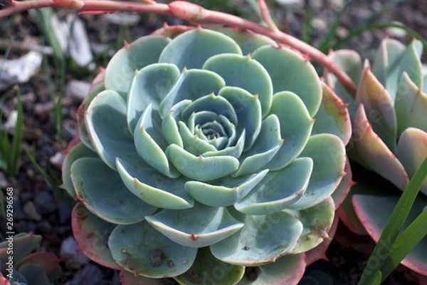 Obraz Selective focus on Echeveria Secunda, Crassulaceae plant, with blurred background