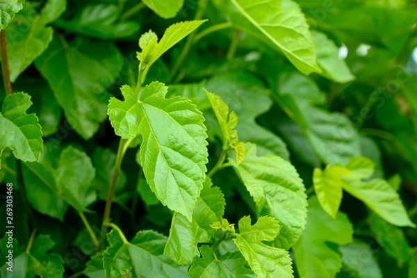 Obraz 桑の葉のイメージ